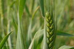 Triticum aestivum
